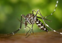 מתכוננים לקיץ: הדרך הפשוטה להרחקת יתושים