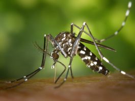 מתכוננים לקיץ: הדרך הפשוטה להרחקת יתושים