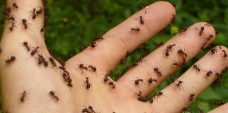 לך אל הנמלה!
